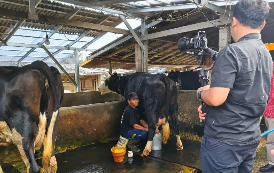 Pemotretan Peternak Sapi