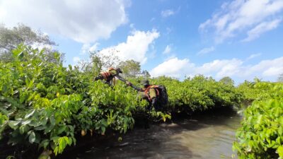 UPL MPA UNSOED Jelajahi Hutan Mangrove Terluas di Pulau Jawa