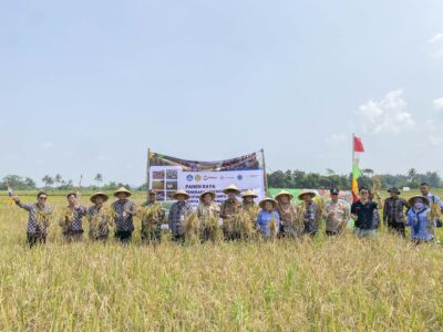 Suasana Panen Raya Padi Gogo Protani