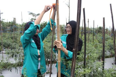 Mahasiswa Unsoed Terapkan Pengendalian Hama Berbasis Hayati di Desa Karangtengah